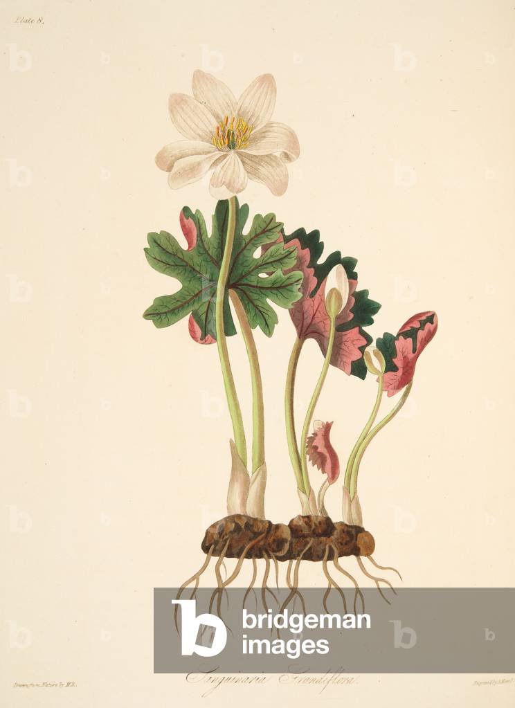 Large Flowered Bloodwort, from Floral Illustrations of the Seasons, pub. 1829 (hand coloured engraving)