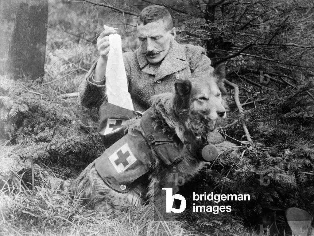 Red Cross Dog, c.1914-18 (b/w photo)