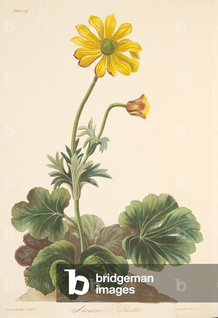 Cyclamen-leaved Anemone, from Floral Illustrations of the Seasons, pub. 1829 (hand coloured engraving)