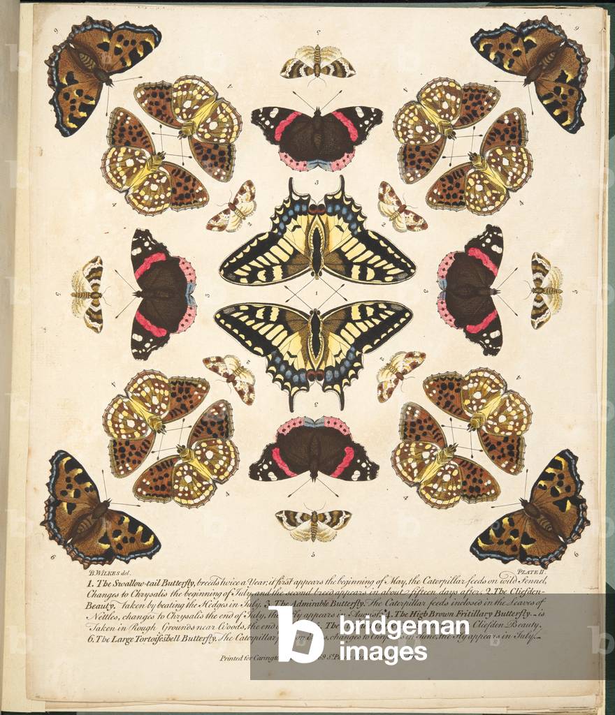 Plate II,  from A Rare Depiction of Butterflies and Moths, pub. 1764 (hand coloured engraving)