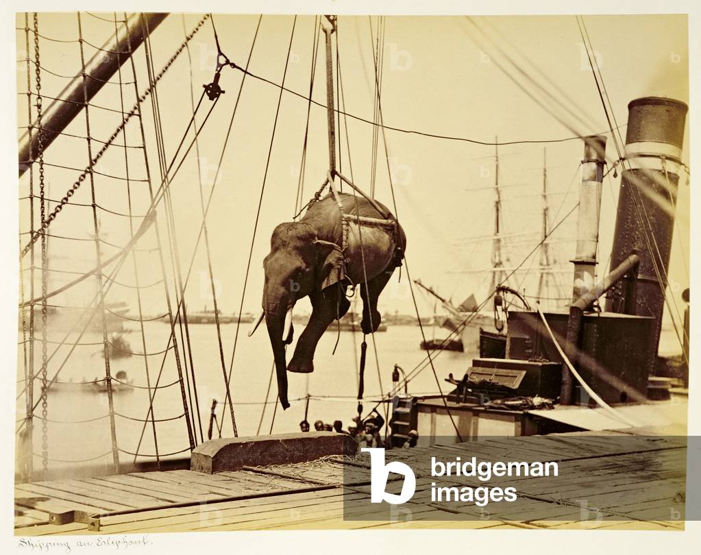Shipping a Burmese Elephant (b/w photo)