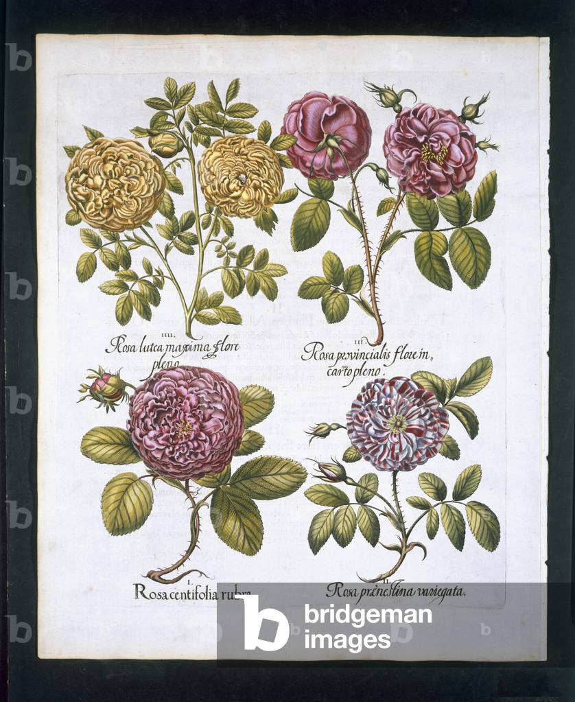 Image of Engraving depicting Roses, 1613 by German Artist