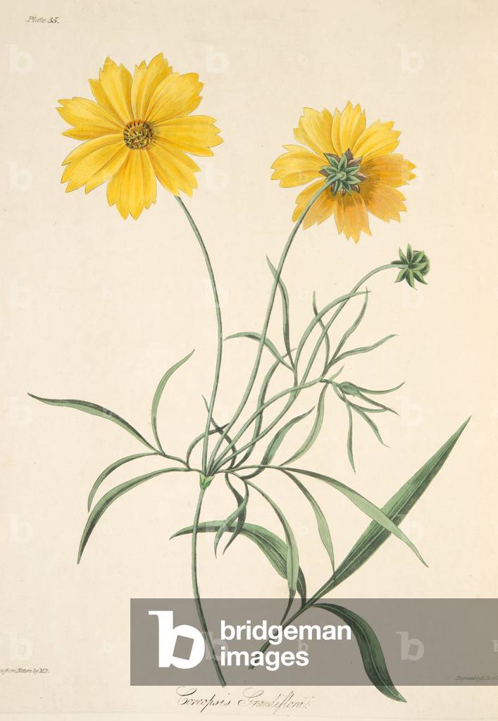 Large Flowered Tickseed,  from Floral Illustrations of the Seasons, pub. 1829 (hand coloured engraving)