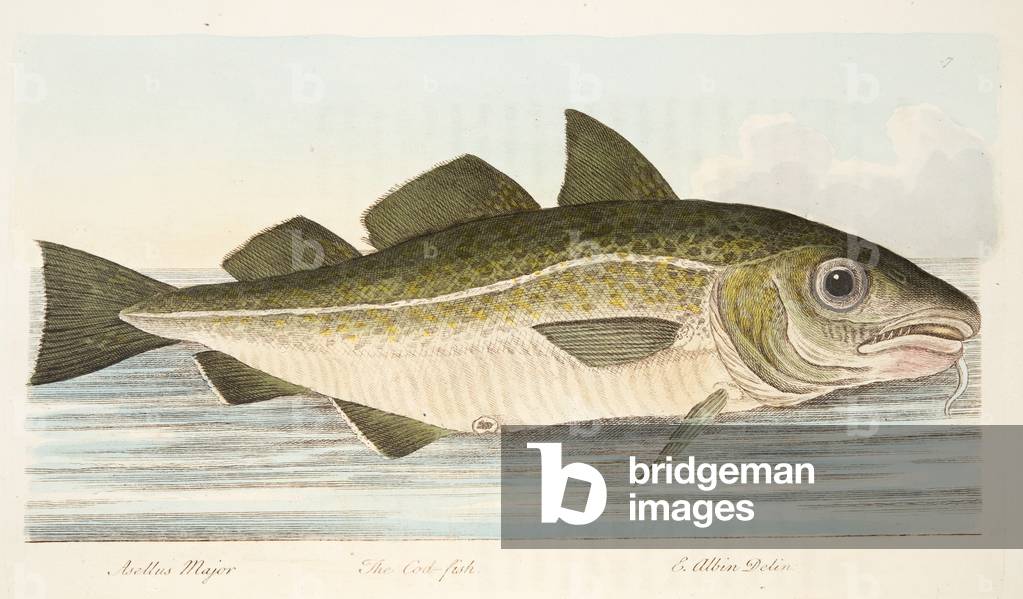 The Cod Fish, from A Treatise on Fish and Fish-ponds, pub. 1832 (hand coloured engraving)