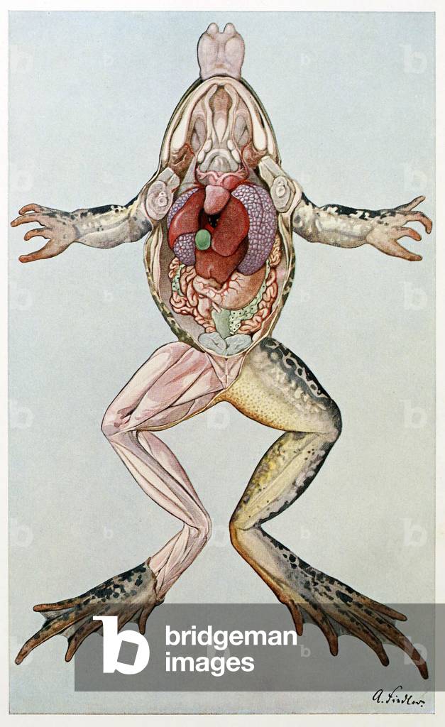 Anatomical Cross Section of a femal frog, from Brehms Tierleben, pub. 1860's (colour litho) 