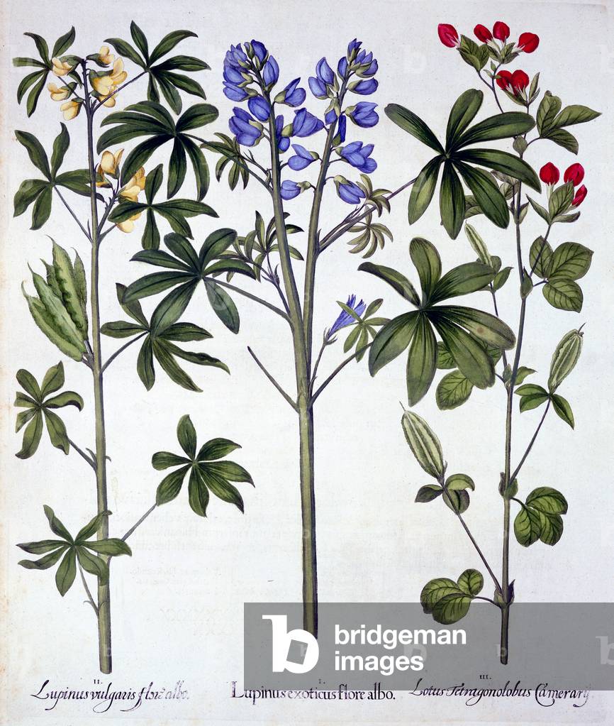 Lupins and Red Asparagus Pea, from 'Hortus Eystettensis', by Basil Besler (1561-1629), pub. 1613 (hand-coloured engraving)