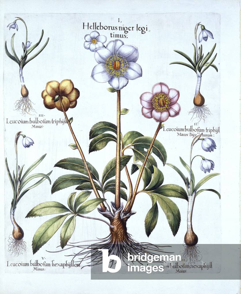 Christmas Rose and Snowdrop Variations, from 'Hortus Eystettensis', by Basil Besler (1561-1629), pub. 1613 (hand-coloured engraving)