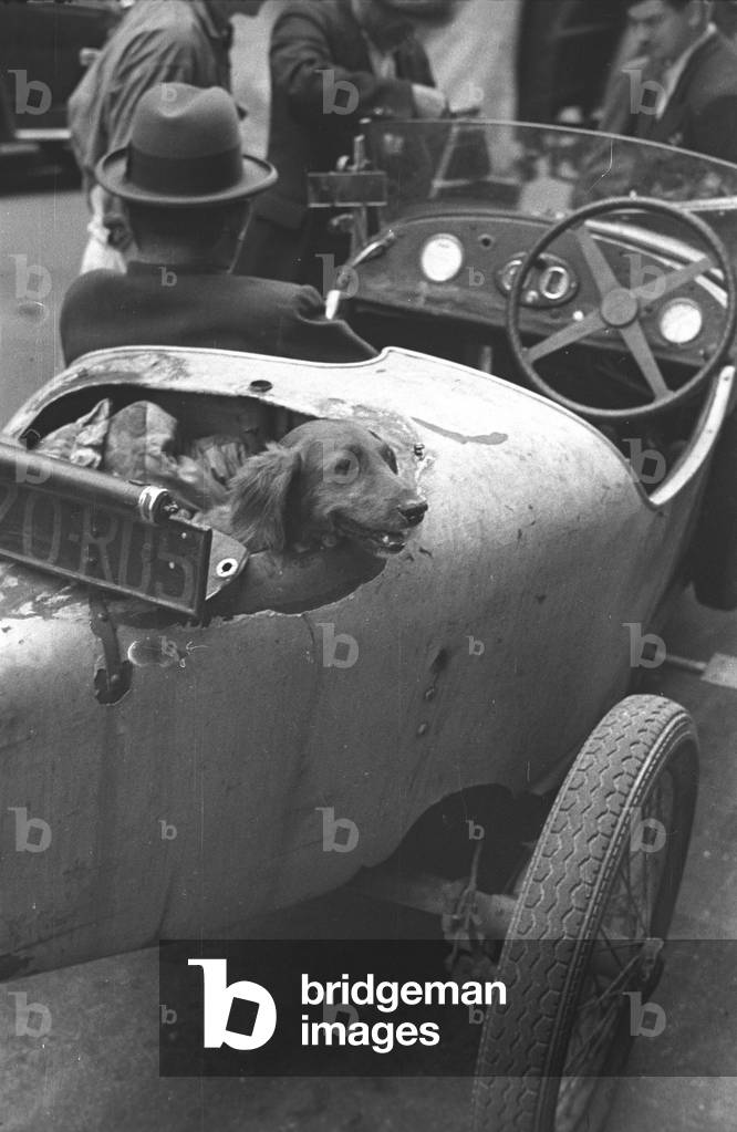 Dog, Paris 1938