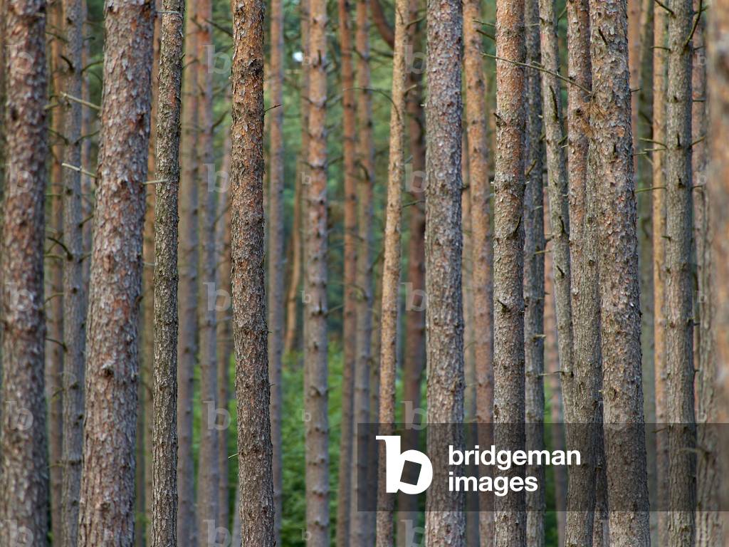 Rundshorn forest, Berkhof, north of Hanover, Germany (photo)