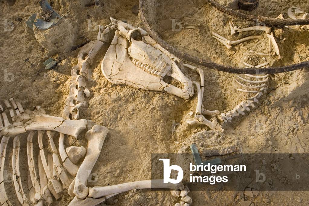 Site of the find of wagon A: horse, above two wagon wheels and the skeleton of a hunting dog, burial mound of Mikri Doxipara Zoni, near Kyprinos, Greece (photo)