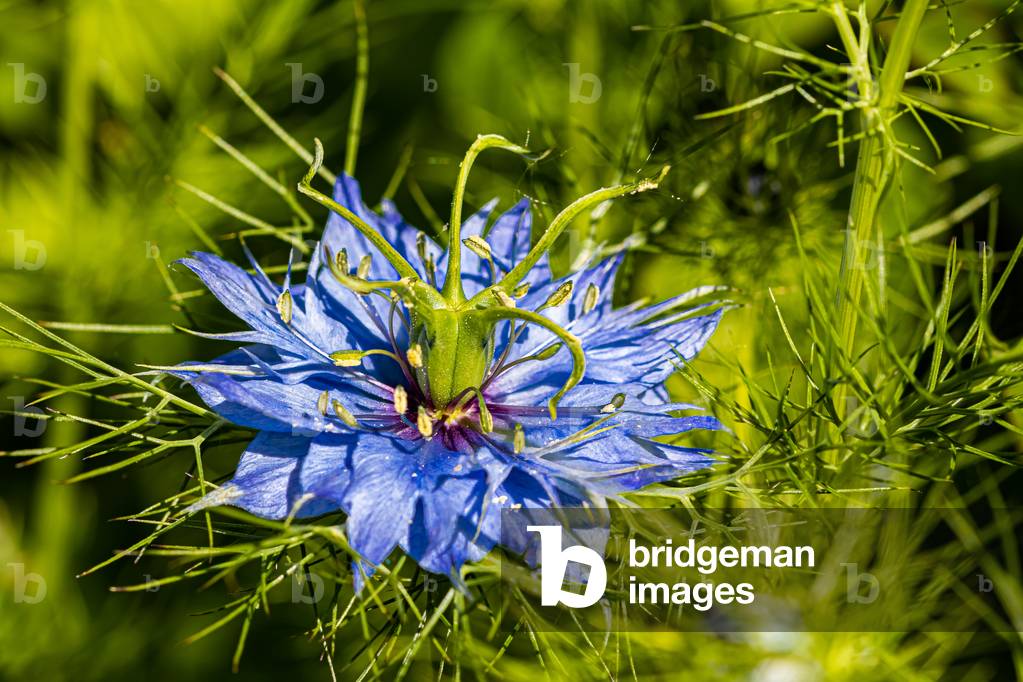 Damsel nigella, Dijon, France, May 2020 (photo)
