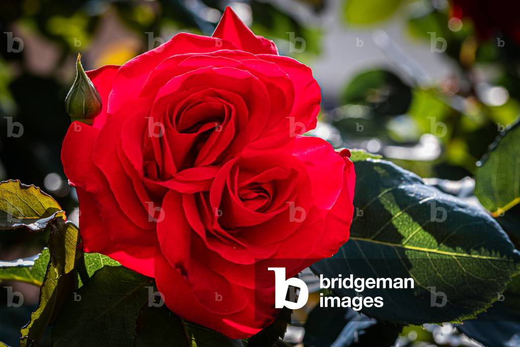 My rose, Dijon, France, April 2020 (photo)