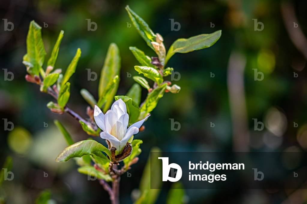 Magnolia stellata, Dijon, France, April 2020 (photo)