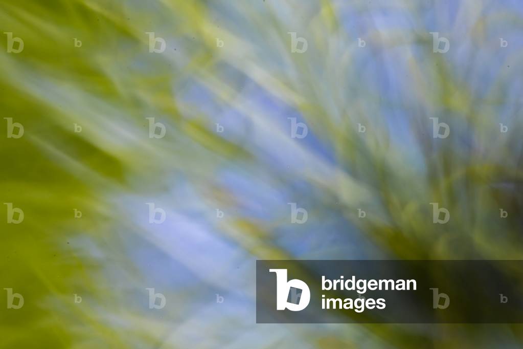 Damsel nigella, Dijon, France, April 2020 (photo)