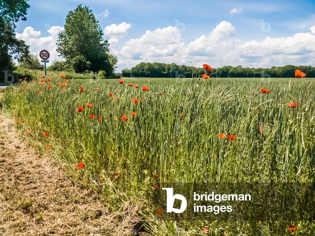 Pretty poppies, Arc-sur-Tille, France, May 2018 (photo)
