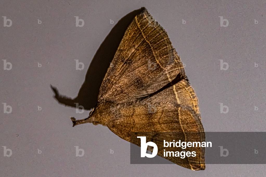 Night butterfly