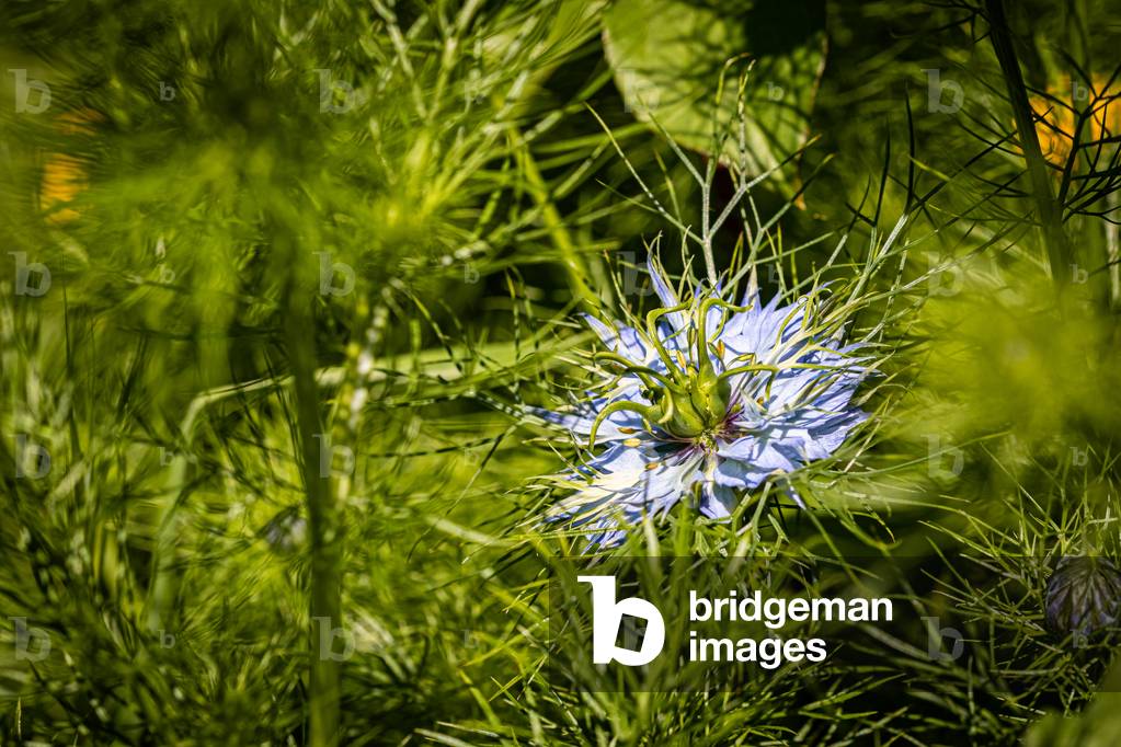 Damsel nigella, Dijon, France, April 2020 (photo)