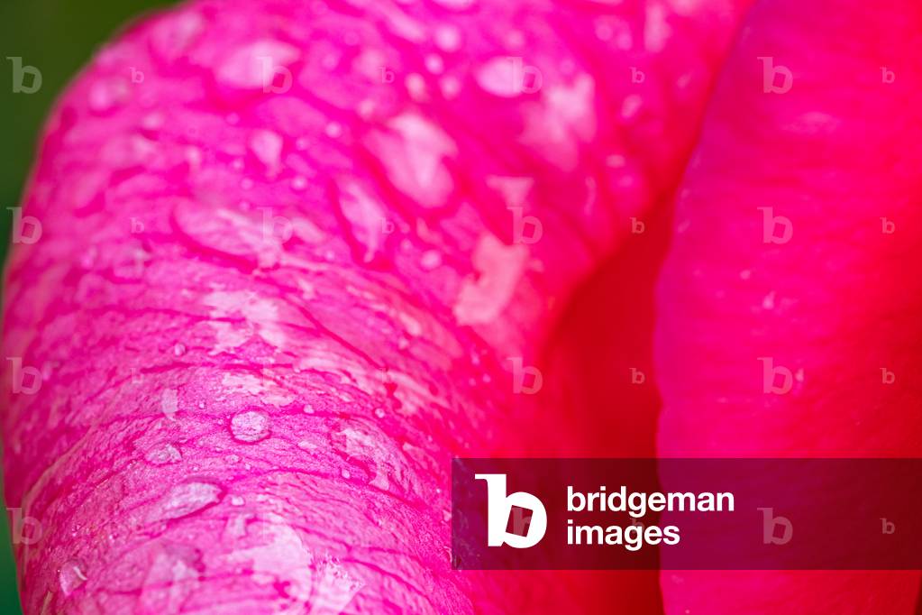 My rose, Dijon, France, May 2020 (photo)