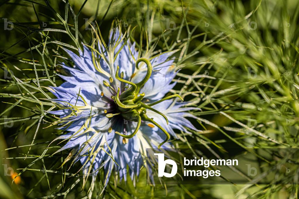 Damsel nigella, Dijon, France, April 2020 (photo)