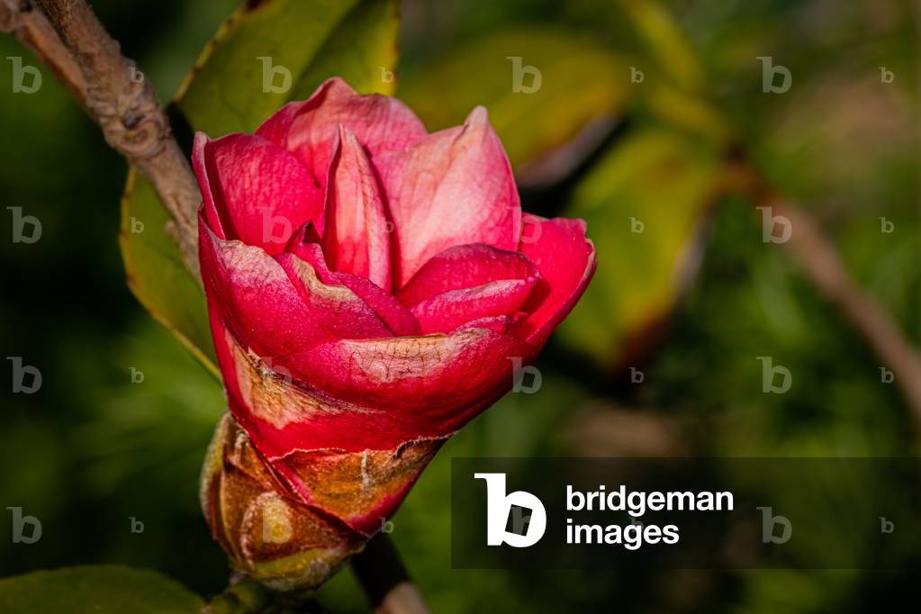 Camellia, Dijon, France, April 2020 (photo)