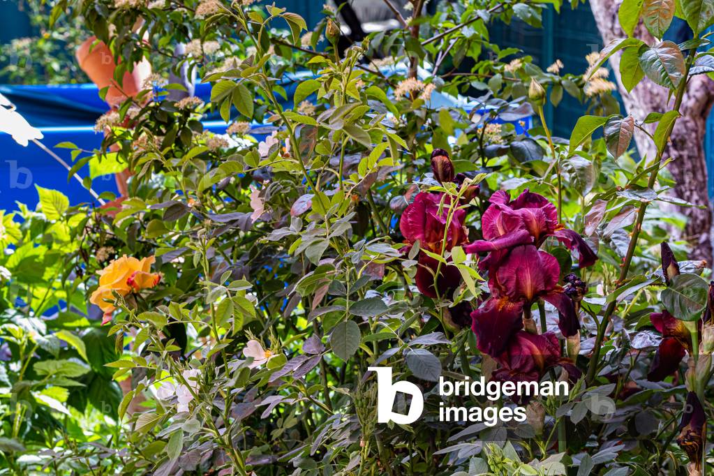 Iris and rose, Dijon, France, May 2020 (photo)
