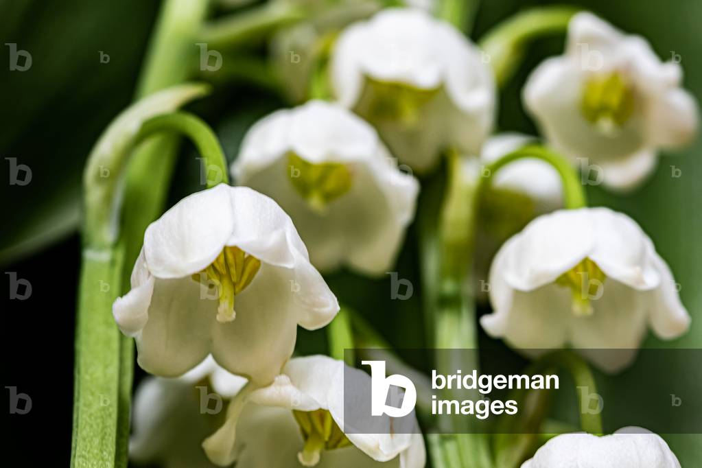 Lily of the valley, Dijon, France, April 2020 (photo)