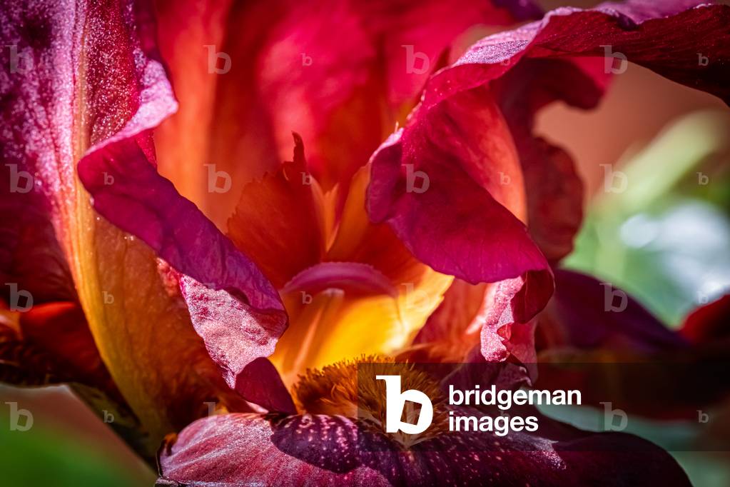 Iris, Dijon, France, April 2020 (photo)