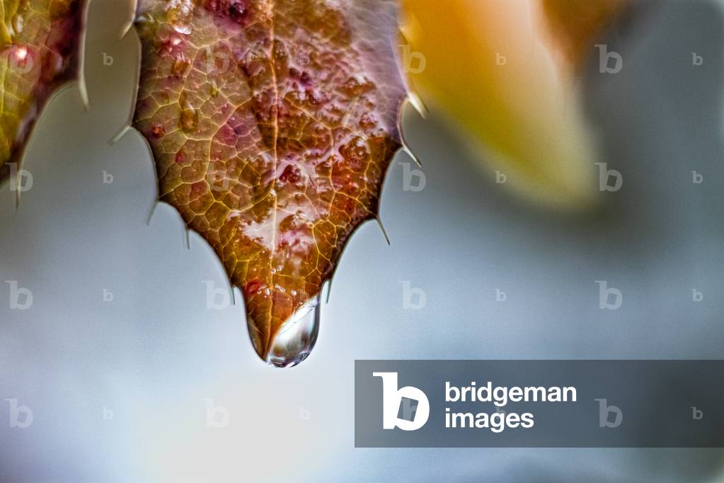 The iced leaf, Dijon, France, January 2019 (photo)