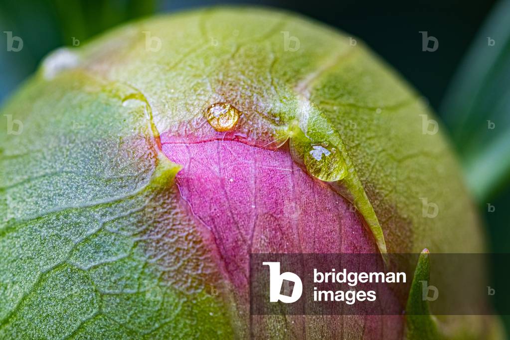 Baby peony, 2020 (photo)