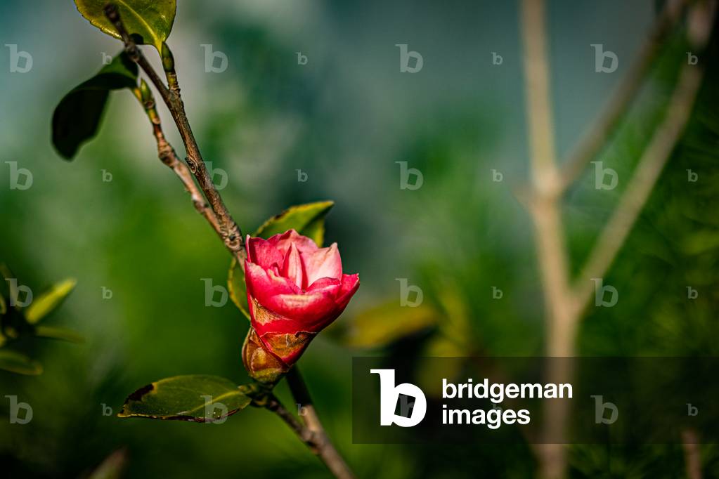 Camellia, Dijon, France, April 2020 (photo)