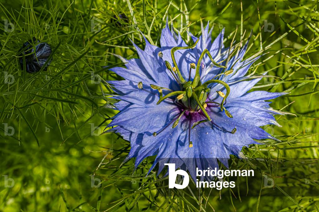 Damsel nigella, Dijon, France, May 2020 (photo)