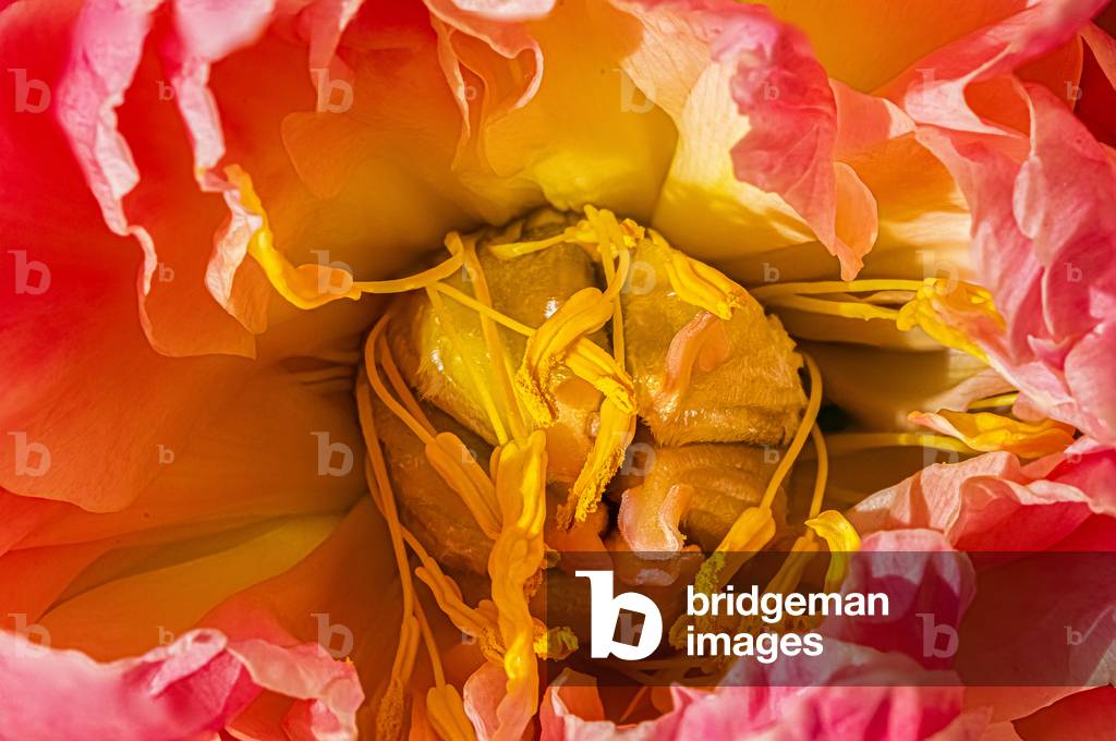 Sublim peony, Dijon, France, April 2020 (photo)