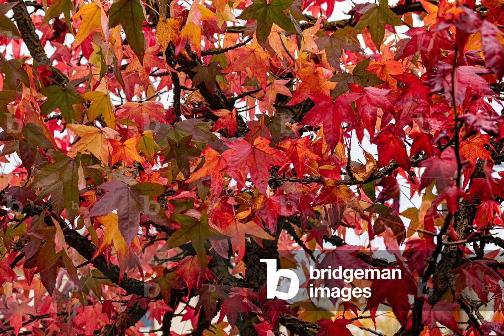 Autumn texture with pretty red maple leaves, 2019 (photo)