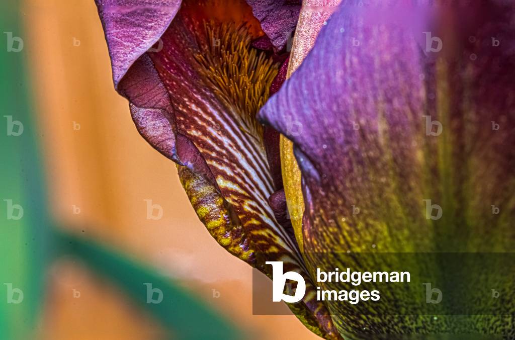 Iris, Dijon, France, April 2020 (photo)