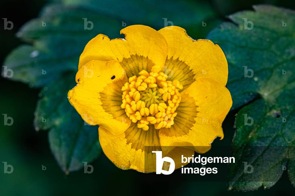 Buttercup, Dijon, France, April 2020 (photo)
