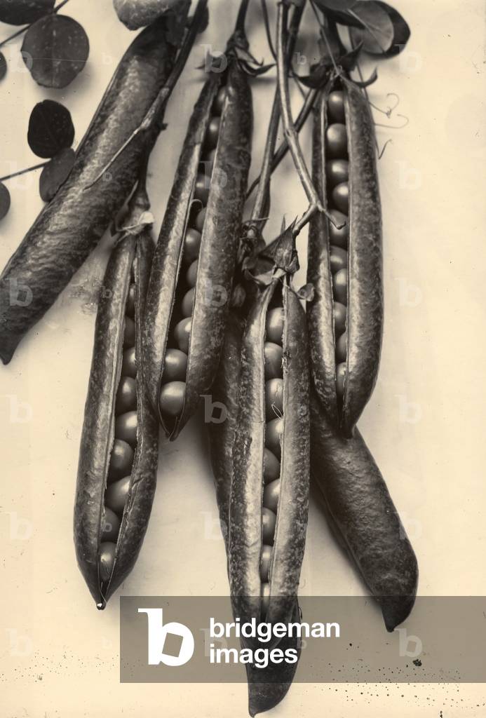 Peas, c.1895-1910 (gold-toned gelatin silver print)