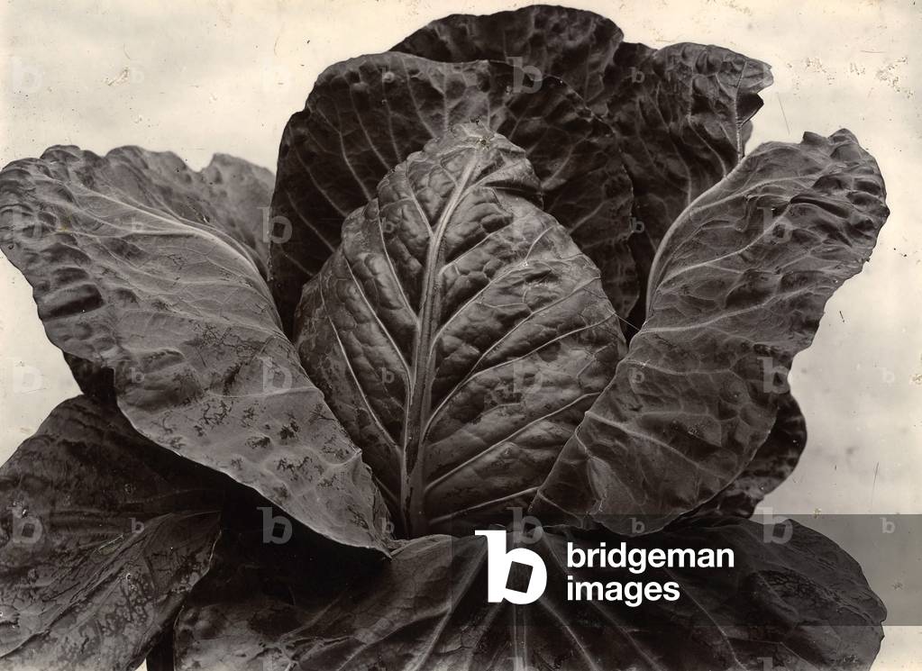 Cabbage, c.1895-1910 (gold-toned gelatin silver print)