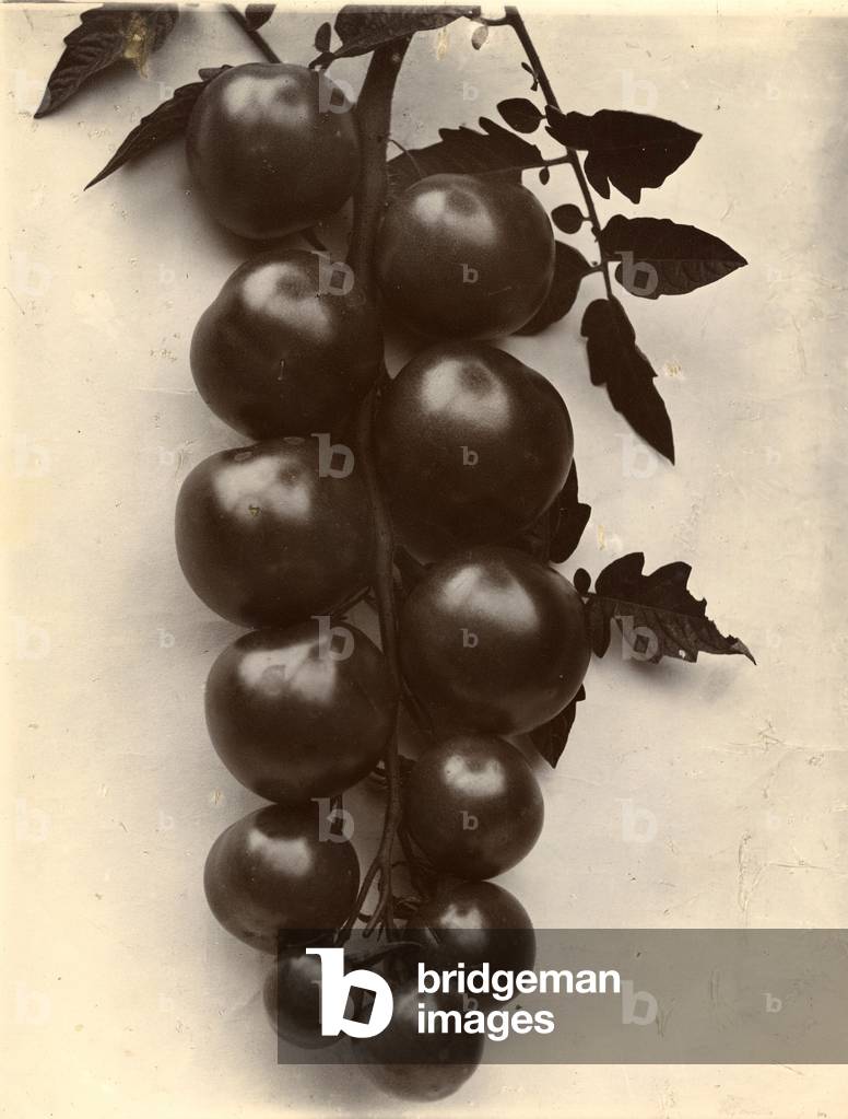 Tomatoes, c.1895-1910 (gold-toned gelatin silver print)