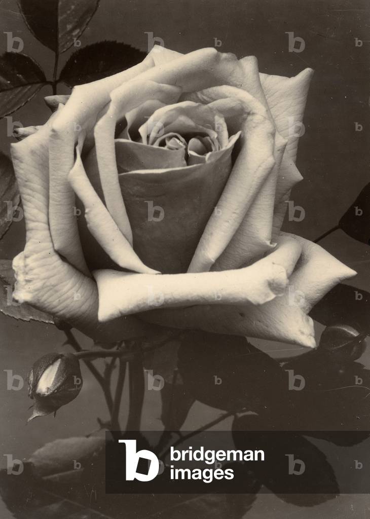 Rose, c.1895-1910 (gold-toned gelatin silver print)