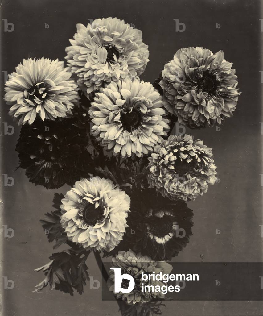 c.1895-1910 (gold-toned gelatin silver print)
