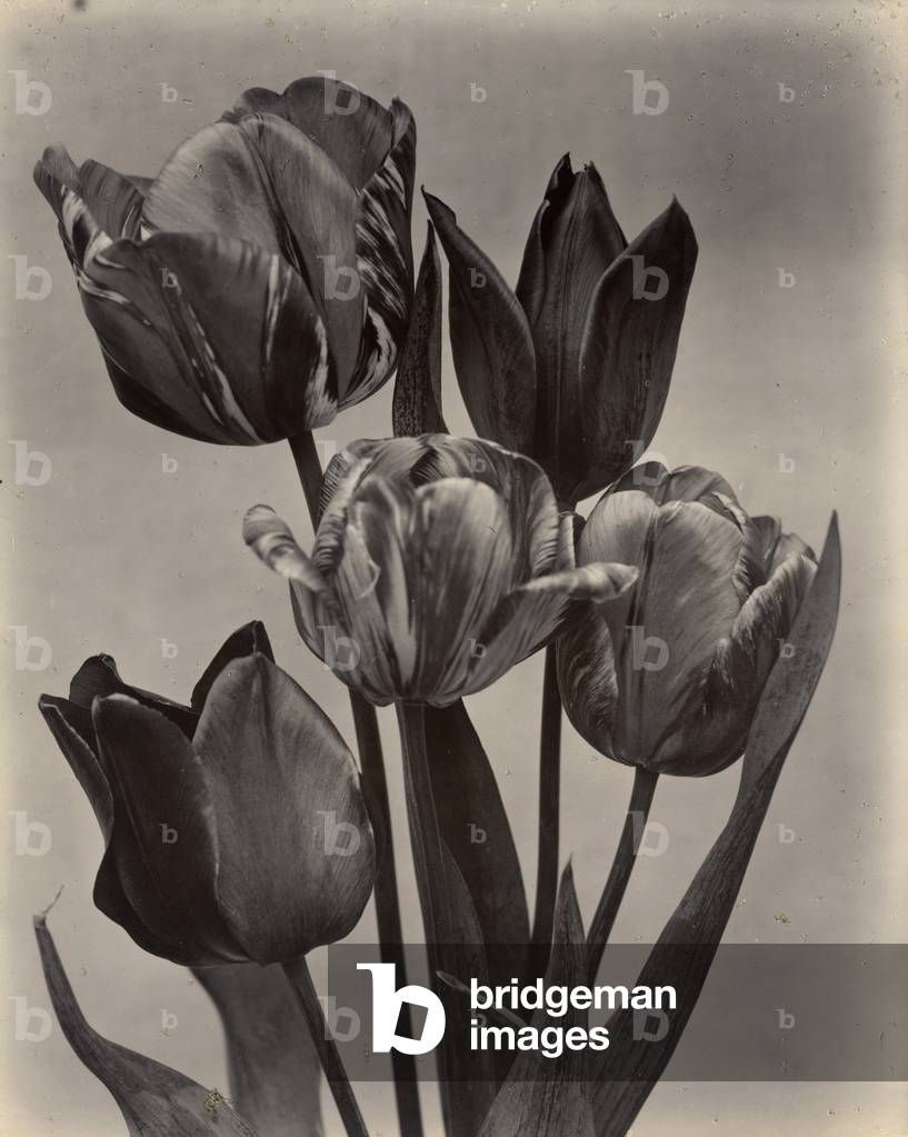 Tulips, c.1895-1910 (gold-toned gelatin silver print)