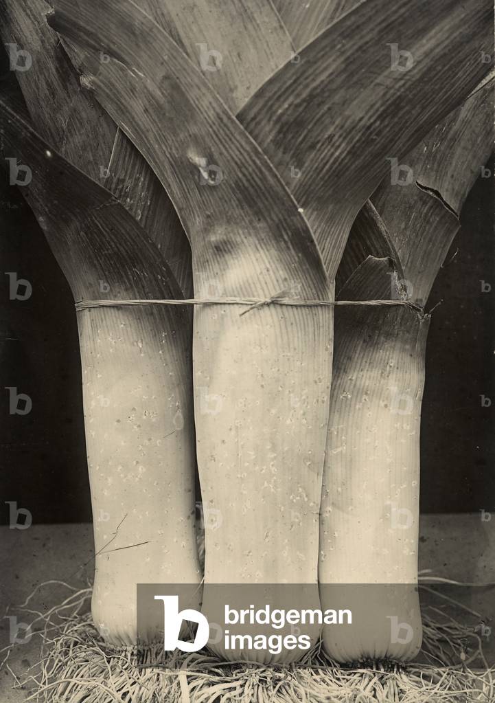 Leeks, c.1895-1910 (gold-toned gelatin silver print)