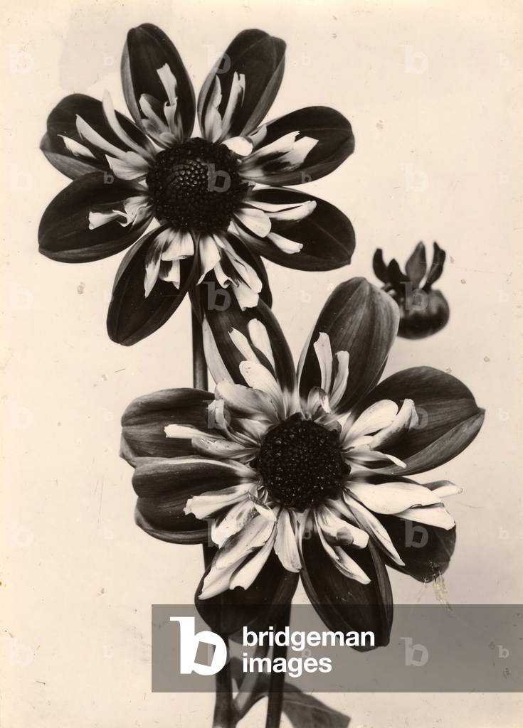 Collerette Dahila Pilot, c.1895-1910 (gold-toned gelatin silver print)