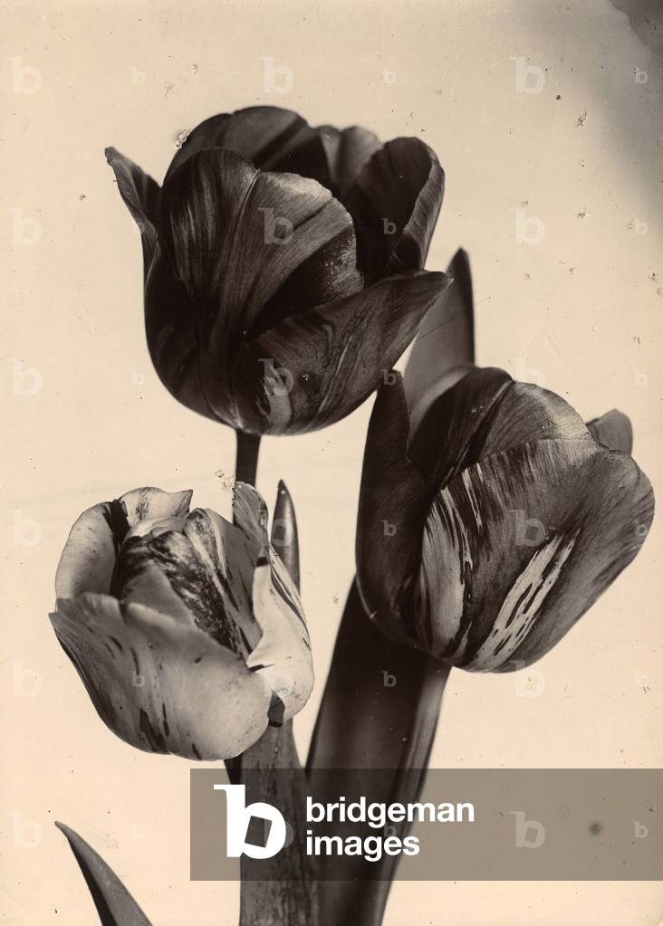 Tulips, c.1895-1910 (gold-toned gelatin silver print)