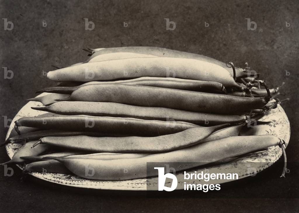 Beans, c.1895-1910 (gold-toned gelatin silver print)