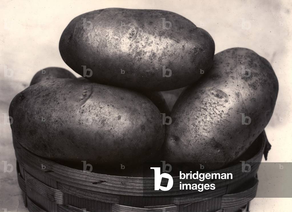 Potatoes, c.1895-1910 (gold-toned gelatin silver print)