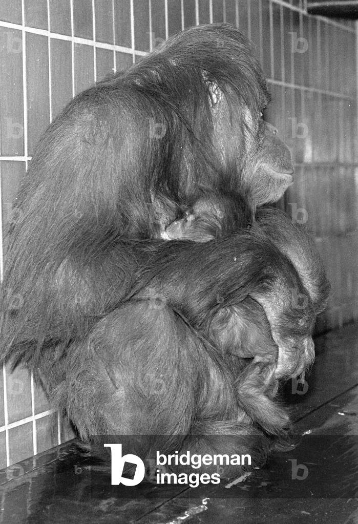 Orangutan, 1974 (b/w photo)