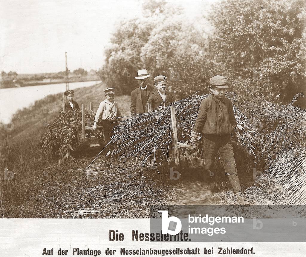 Children gather stinging nettles (b/w photo)
