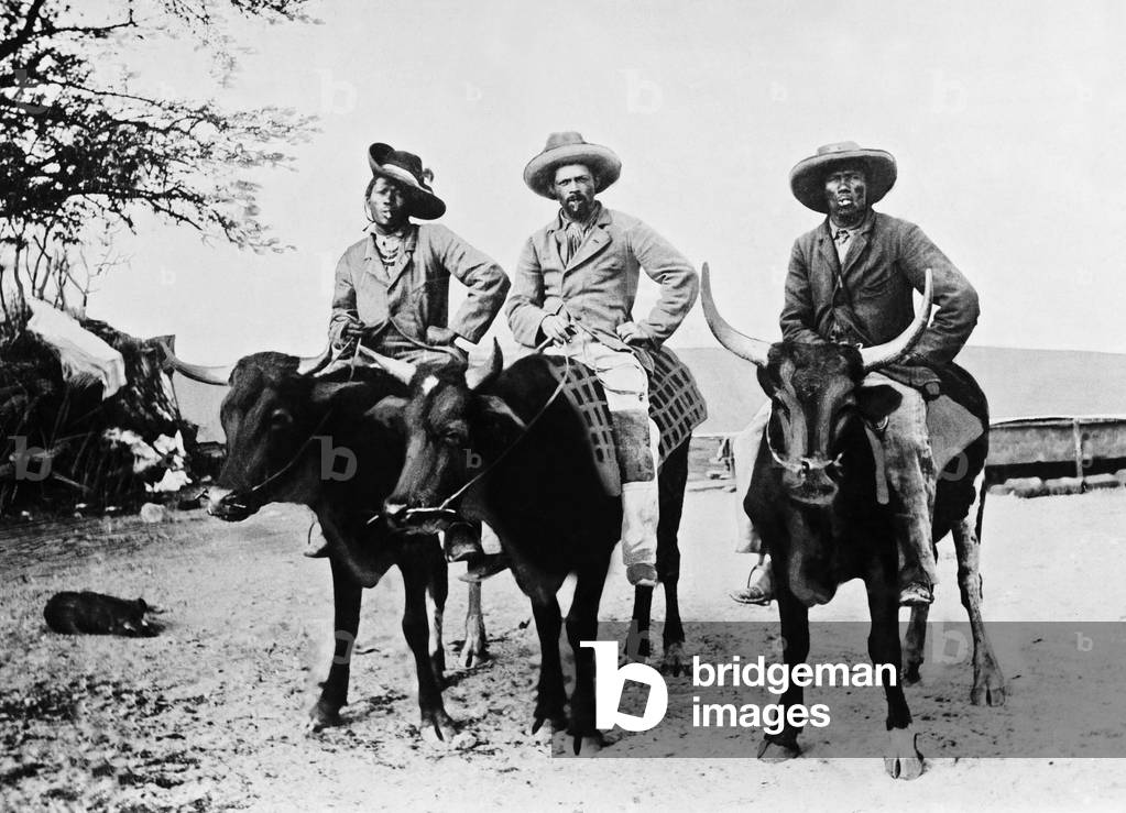 Hereros ride oxen, 1904 (b/w photo)