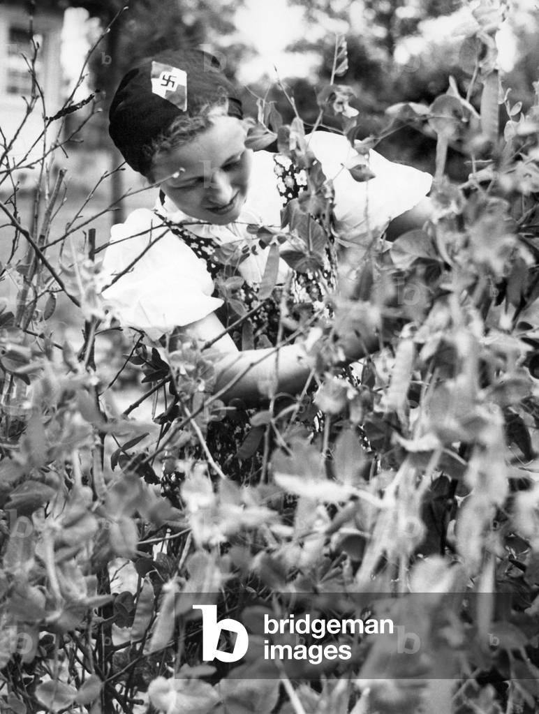 BDM girl picking beans, 1939 (b/w photo)